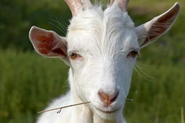 Кракен рынок сайт